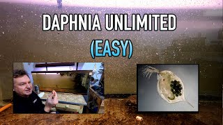 How I Raise Daphnia Water Fleas And You Can Too [upl. by Netsrak]