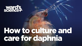 Caring and Culturing for Daphnia [upl. by Elaweda944]