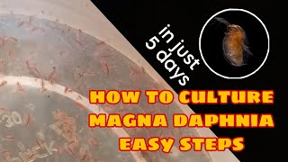 How to Culture Magna Daphnia Easily [upl. by Sachi]