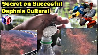 How to Culture Daphnia Successfully [upl. by Gilberto]