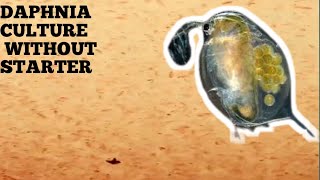 HOW TO CULTURE DAPHNIA NATURALLY WITHOUT A STARTER [upl. by Cletus885]