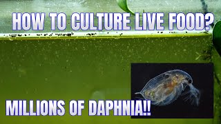 How to Culture Daphnia Secret Method to Breed MILLIONS  Simply Aquatic [upl. by Llemmart]