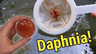 How I Culture Daphnia In Outdoor Tubs [upl. by Omora]