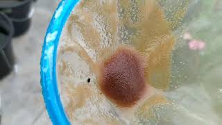 How to culture daphnia moina in a small container Part 1 English Subtitle [upl. by Aneleasor525]