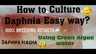 Daphnia MagnaHow to Culture Daphnia Easy wayCulturing Daphnia using Green water Daphnia [upl. by Nhguavahs]