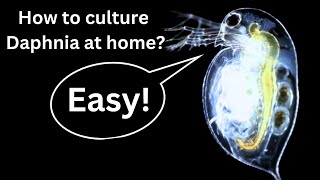 BEST Live Fish Food Beginner guide How to Culture Daphnia at home [upl. by Jany]