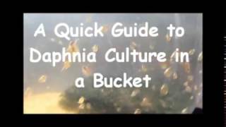 How to culture daphnia outside [upl. by Regen946]