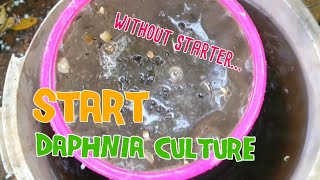 How to culture daphnia moina the easy way 1  Starting the Daphnia culture [upl. by Anned]