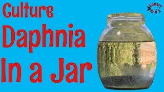 How to Culture Daphnia in a Jar [upl. by Victor]