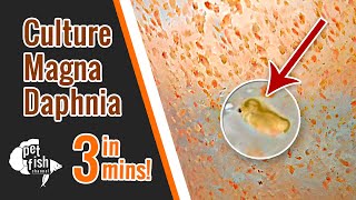 How to culture DAPHNIA MAGNA  The easy way [upl. by Noeht]