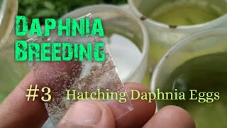 Daphnia Culture made simple and easy 3  Hatching Daphnia eggs [upl. by Zelda205]