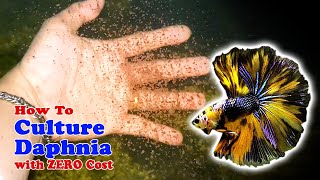 How to Culture Daphnia with ZERO Cost  Unlimited Live Food For Our Fish [upl. by Gradeigh785]