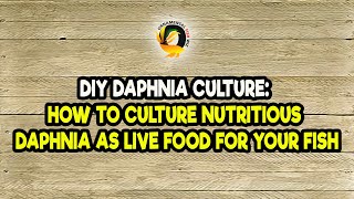 DIY Daphnia Culture How to Culture Nutritious Daphnia as Live Food for Your Fish [upl. by Elinore]