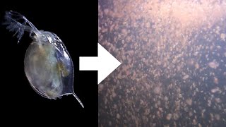 How I Culture Daphnia [upl. by Blanc639]