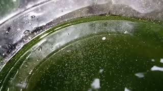 DAPHNIA MOINA CULTURE IN A SMALL BUCKET [upl. by Isacco903]