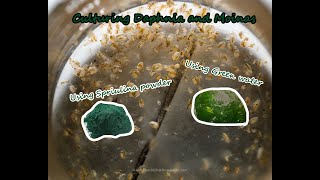 How To Culture Daphnia and Moinas using Green Water Spirulina powder [upl. by Charlot]