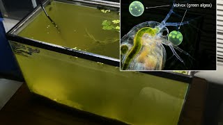 Raising Daphnia for the Freshwater Aquarium [upl. by Suinotna]