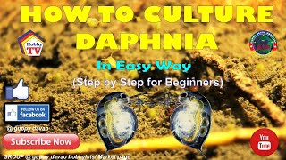 HOW TO CULTURE DAPHNIA In Easy Way [upl. by Eey750]